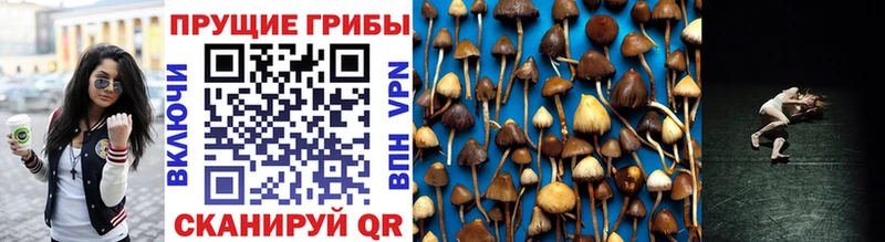 Купить закладки Будённовск Галлюциногенные грибы Magic Shrooms